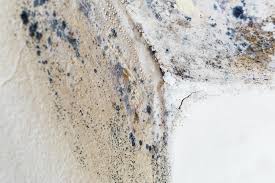 Why You Should Choose Our Mold Remediation Services in Kingston, WA